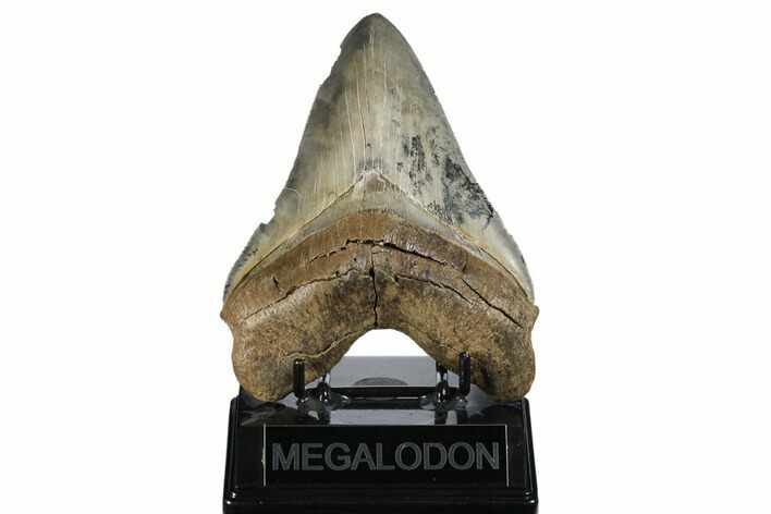 Serrated, Fossil Megalodon Tooth - Colorful Enamel #173892